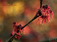 Hamamelis Antoine Kort 2015 02 07 3038